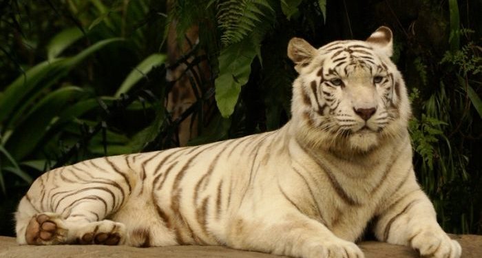 Quelle est la couleur du pelage d'un albinos ?