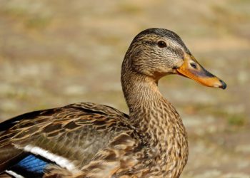 Ou hibernent les canards ?