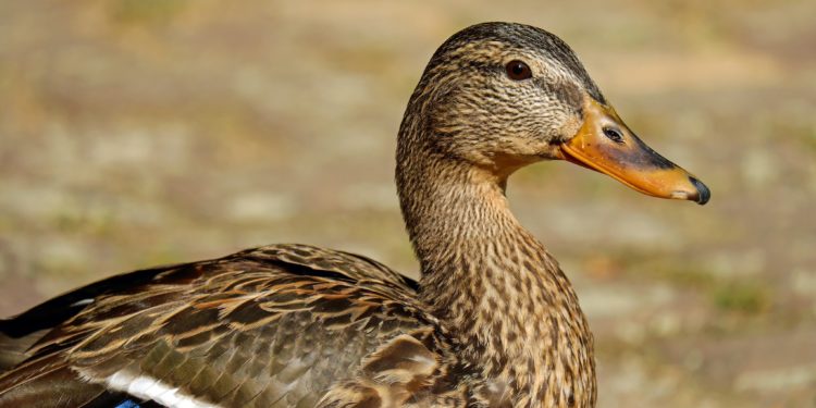 Ou hibernent les canards ?