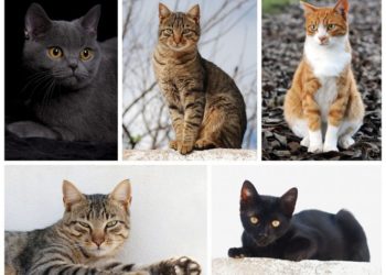 Quelle est la meilleure race de chat ?