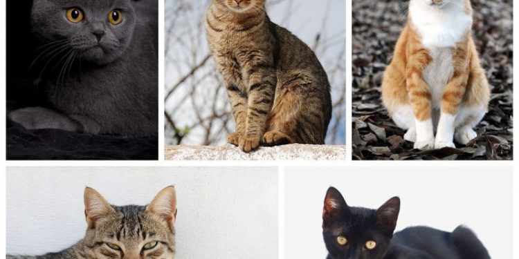 Quelle est la meilleure race de chat ?