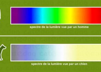 Quelle couleur apaise les chiens ?