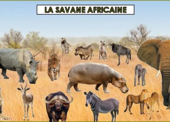 Quels sont les animaux qui vivent dans la savane ?