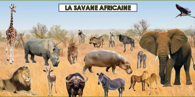 Quels sont les animaux qui vivent dans la savane ?
