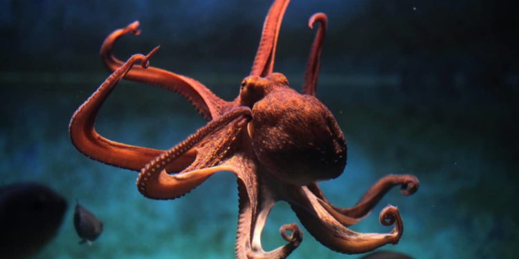 Quelle est la différence entre une pieuvre et un poulpe ?