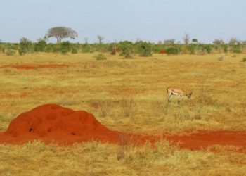 Quels animaux et végétaux Peut-on trouver dans la savane ?