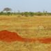 Quels animaux et végétaux Peut-on trouver dans la savane ?