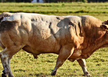 Est-ce que du bœuf c'est de la vache ?