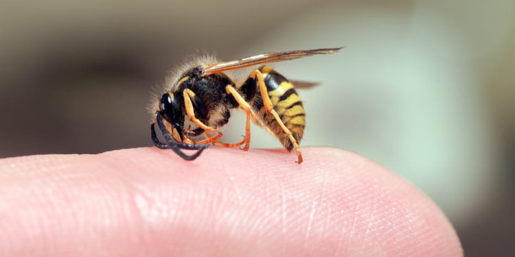 Comment faire pour faire dégonfler une piqûre de guêpe ?