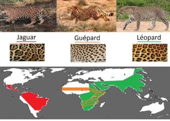 Quelle est la différence entre un puma et un jaguar ?