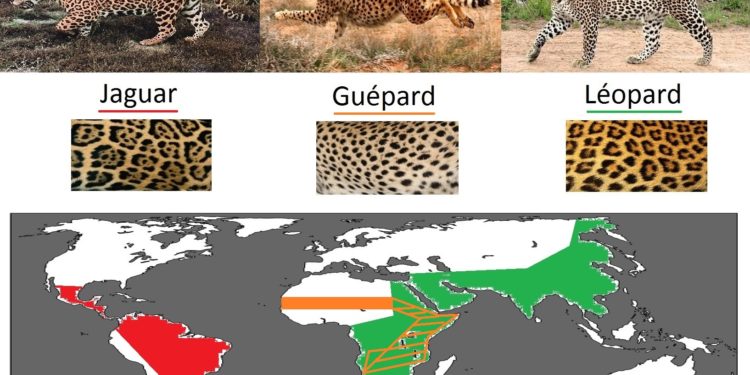 Quelle est la différence entre un puma et un jaguar ?