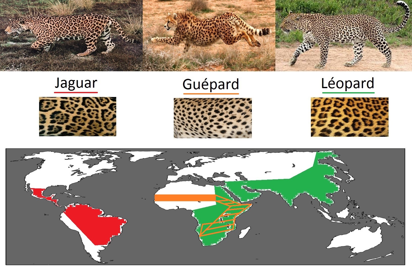 Гепард и леопард. Гепард леопард и Ягуар разница. Ягуар леопард гепард отличия. Леопард от гепарда и ягуара. Гепард леопард Ягуар.