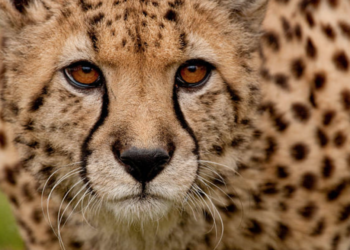 Quelle est la différence entre le guépard et la panthère ?