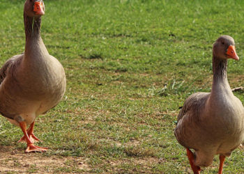 Est-ce que les oies sont agressives ?