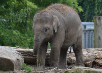 Comment protéger les éléphants d'Asie ?