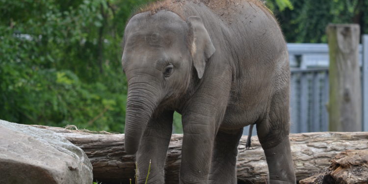 Comment protéger les éléphants d'Asie ?