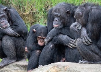 Quelle est la différence évidente entre les grands singes et les singes ?