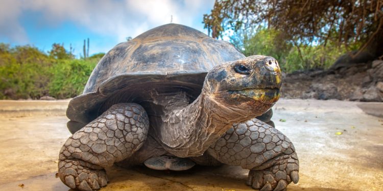 Quels sont les poissons omnivores ?