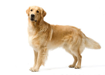 Est-ce que le golden est un labrador ?