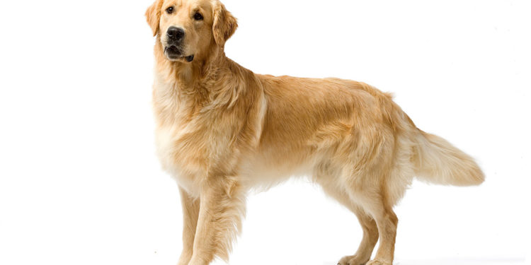 Est-ce que le golden est un labrador ?