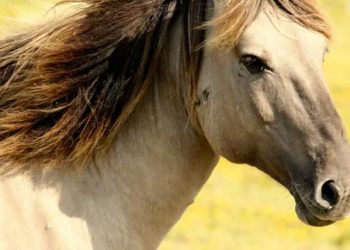 Quel est le prix moyen d'un Spitz ?