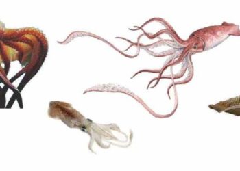 Quelle est la différence entre un calamar et une seiche ?