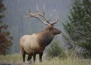 Quel est l'animal wapiti ?