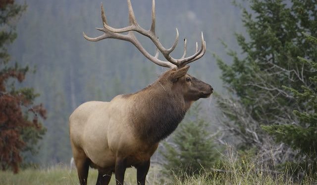 Quel est l'animal wapiti ?