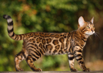 Quel est le prix d'un chat Bengal ?