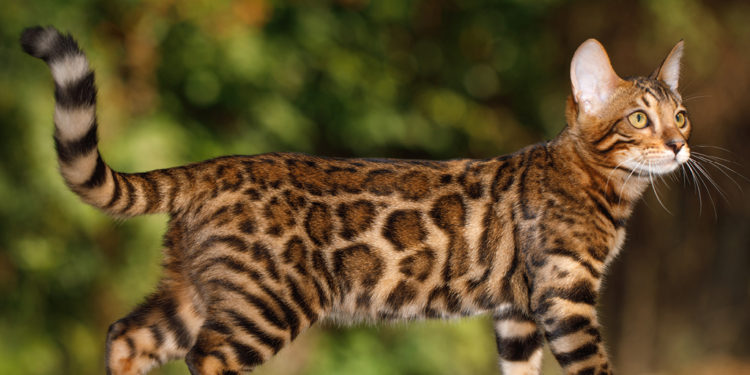 Quel est le prix d'un chat Bengal ?