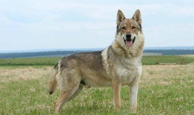 Pourquoi le Husky ressemble au loup ?