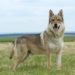 Pourquoi le Husky ressemble au loup ?
