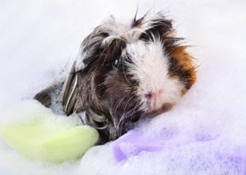 Est-ce que un cochon d'Inde peut avoir ses règles ?