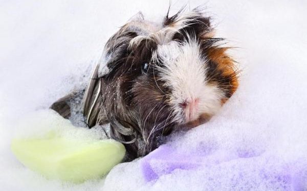 Est-ce que un cochon d'Inde peut avoir ses règles ?