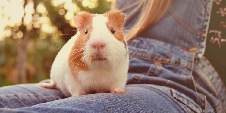 Quel est le cochon d'Inde le plus affectueux ?