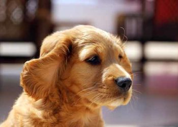 Comment choisir Cocker ?