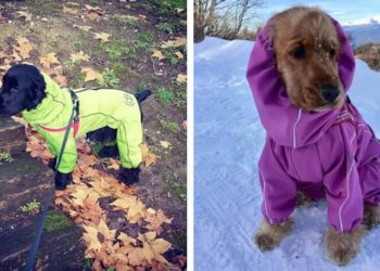 Quel maitre pour un cocker ?