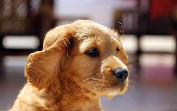 Comment choisir Cocker ?