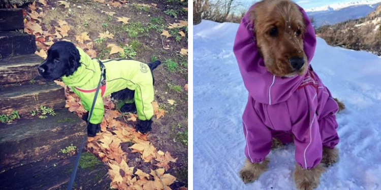 Quel maitre pour un cocker ?