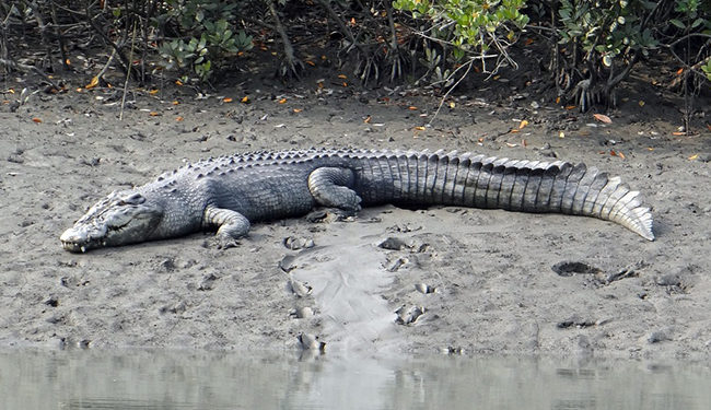 Où il vit le crocodile ?