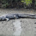 Où il vit le crocodile ?