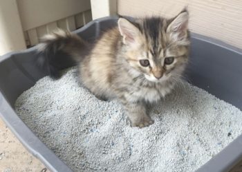 Quels sont les différents félins ?