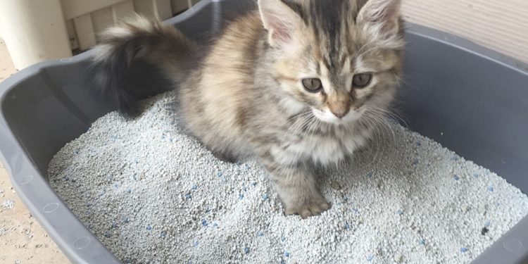 Quels sont les différents félins ?