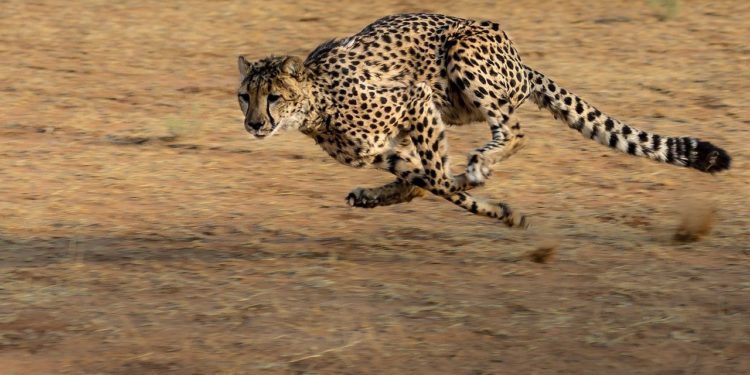 Quel est l'animal terrestre le plus rapide au monde guépard jaguar ?