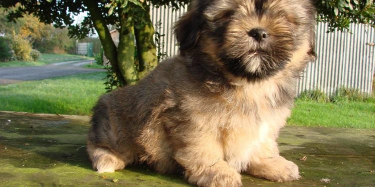 Quelle alimentation donné à un Lhassa Apso ?