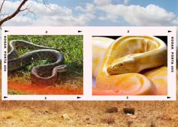 Quelle est la différence entre un renard ?