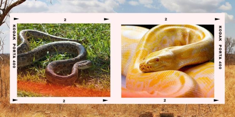 Quelle est la différence entre un renard ?