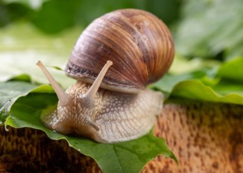 Quels sont les animaux qui ont des genoux ?