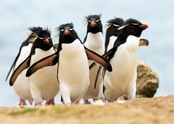 Est-ce que les pingouins ont des ailes ?