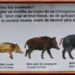 Quel est le nom de la femelle du sanglier ?